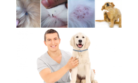 Természetes Bolha és Kullancs Elleni Nyakörv Kutyának