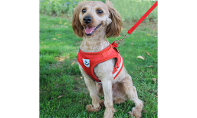 Fényvisszaverő Kutyahám Hozzáillő Pórázzal