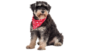 Nyomtatott Szíves Kendő Kutyáknak