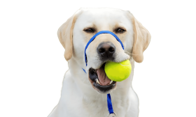 Nem Húzható Kutya Szájkosár Párnázott Orrhurokkal