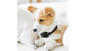 Sokkolásmentes Ugatásgátló Nyakörv Kutyáknak